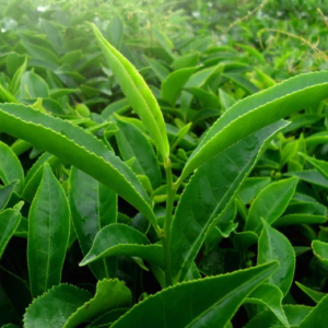 Green Teafy - composizione - come si usa - ingredienti - funziona